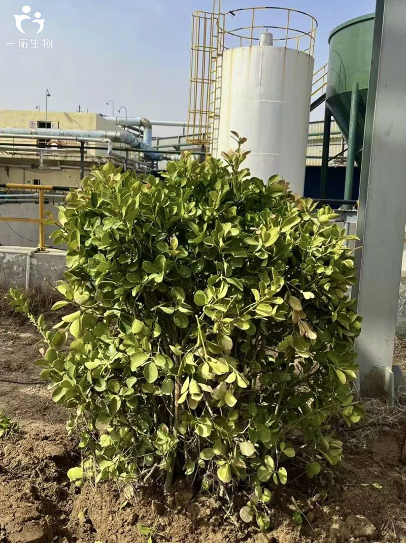 山東地區企業環保行動,綠色化工發展理念,生物質材料